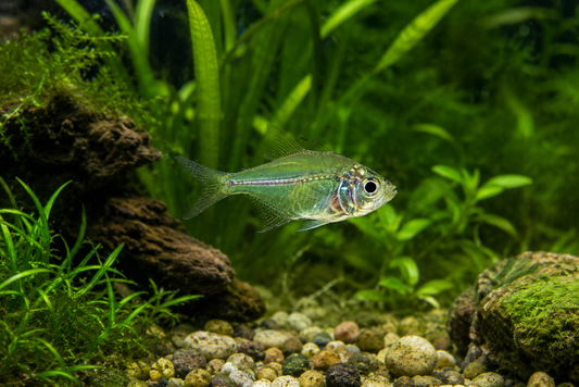 Small fish swimming in a tank with green plants and rocks