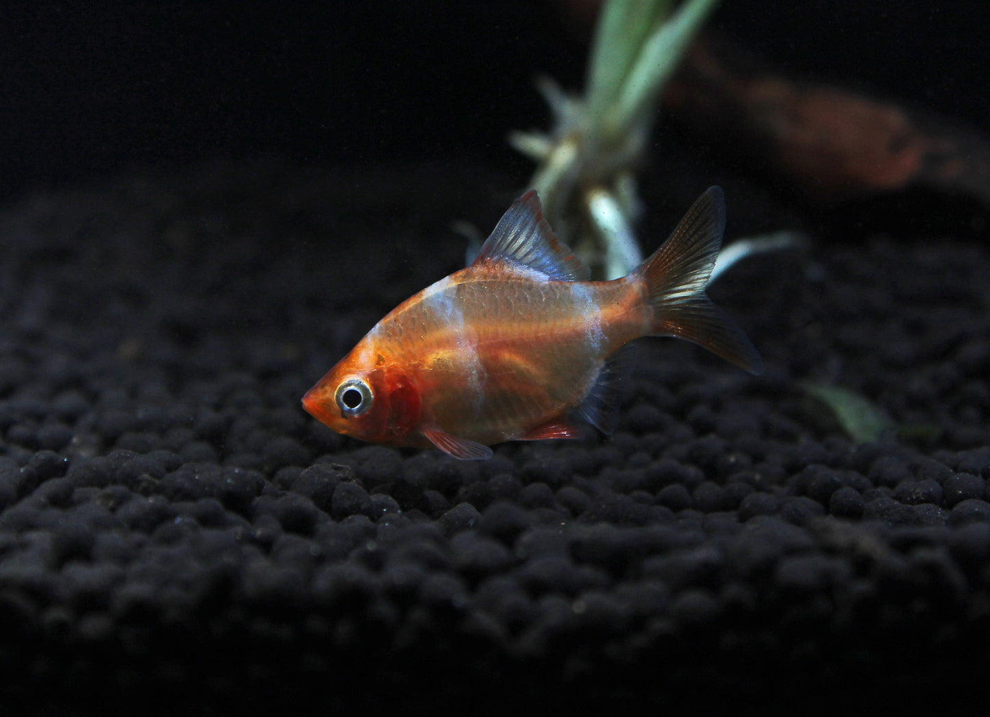 Golden Tiger Barb