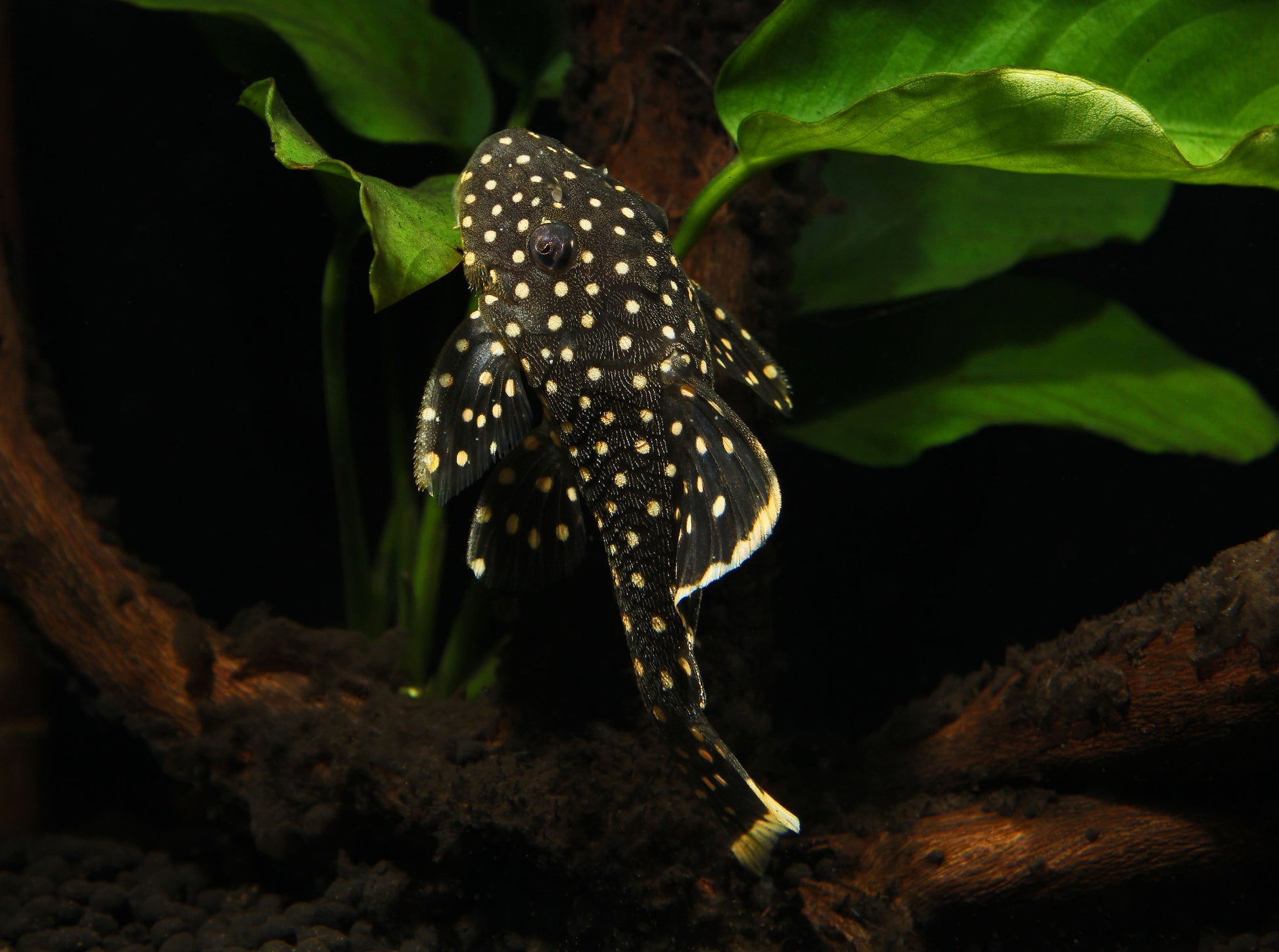 Gold Nugget Pleco Freshwater Fish Online