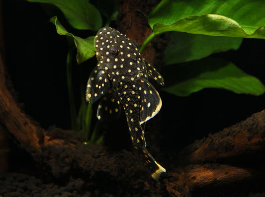 Gold Nugget Pleco Freshwater Fish Online