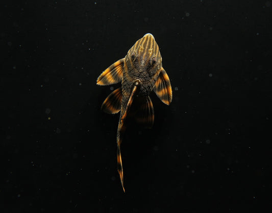 Gold Tiger PlecostomusLDA 01
