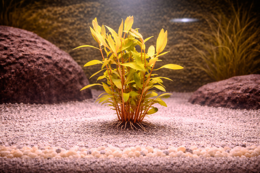 Golden Nesaea Aquatic Plant