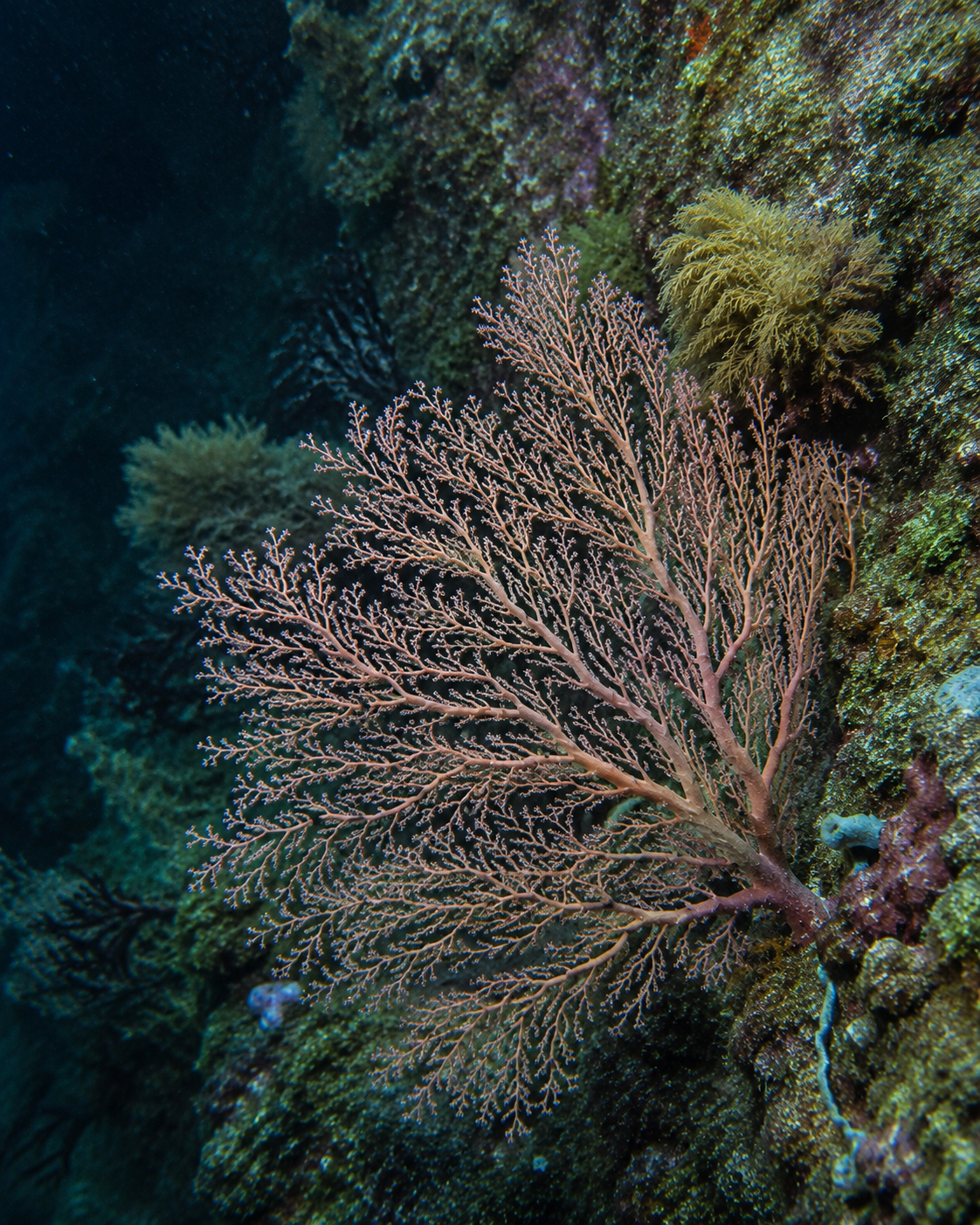 Close-up of a sea fan coral on a reef
