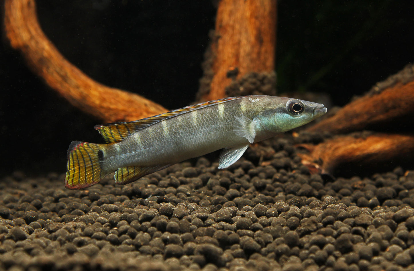 Green Dwarf Pike