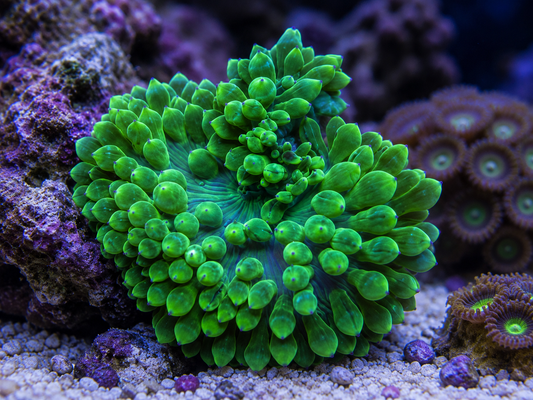 A vibrant green sea anemone with rounded tentacles, nestled among purple coral rocks and sand in an aquarium setting.