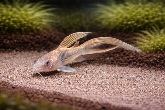 Green Longfin Corydoras Catfish