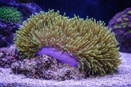 Anemone