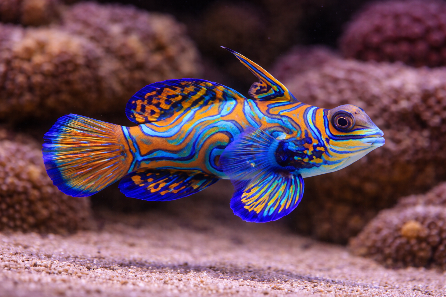 Colorful fish swimming in an aquarium setting with rocks and sand.