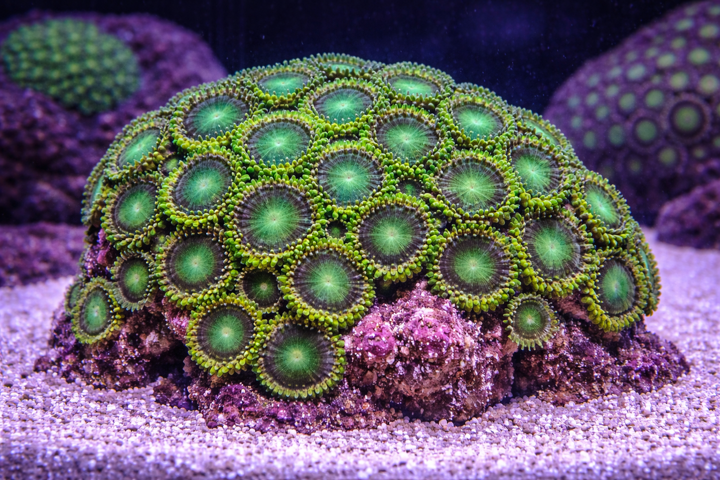 Close-up of a green coral polyp on a dark background