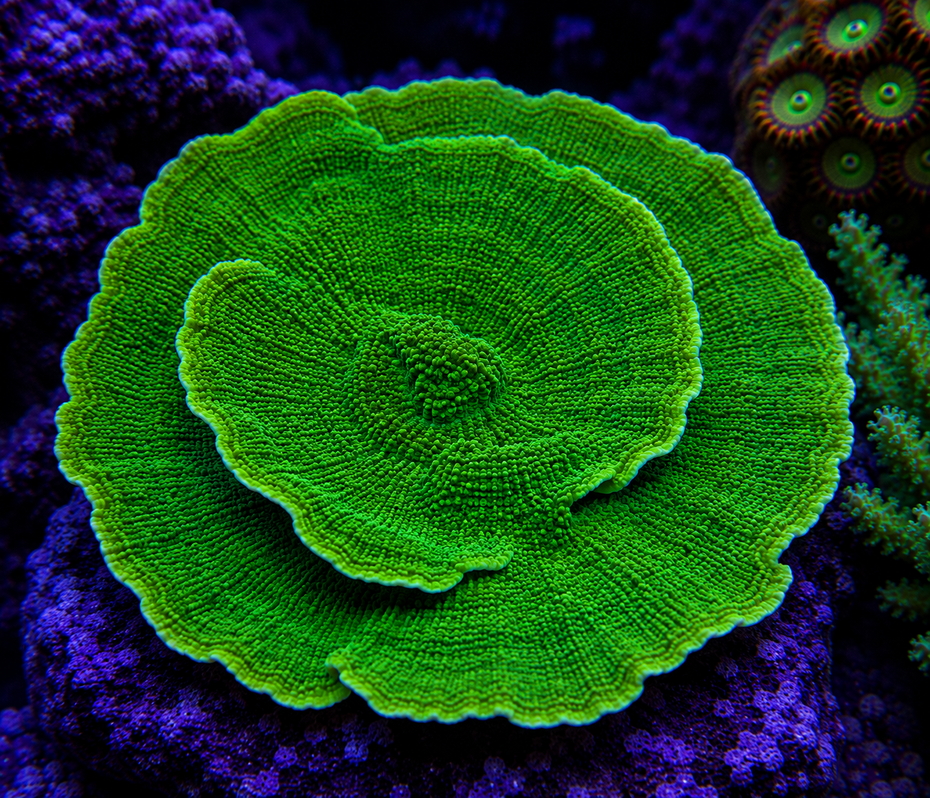 Green Plate Coral