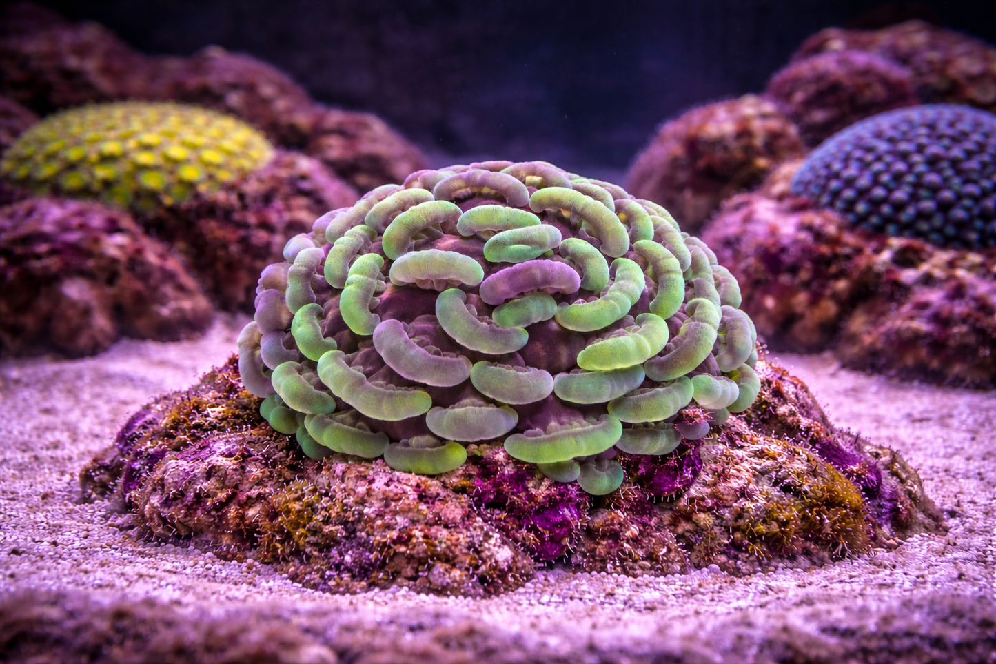 Green/Purple Hammer Coral 
