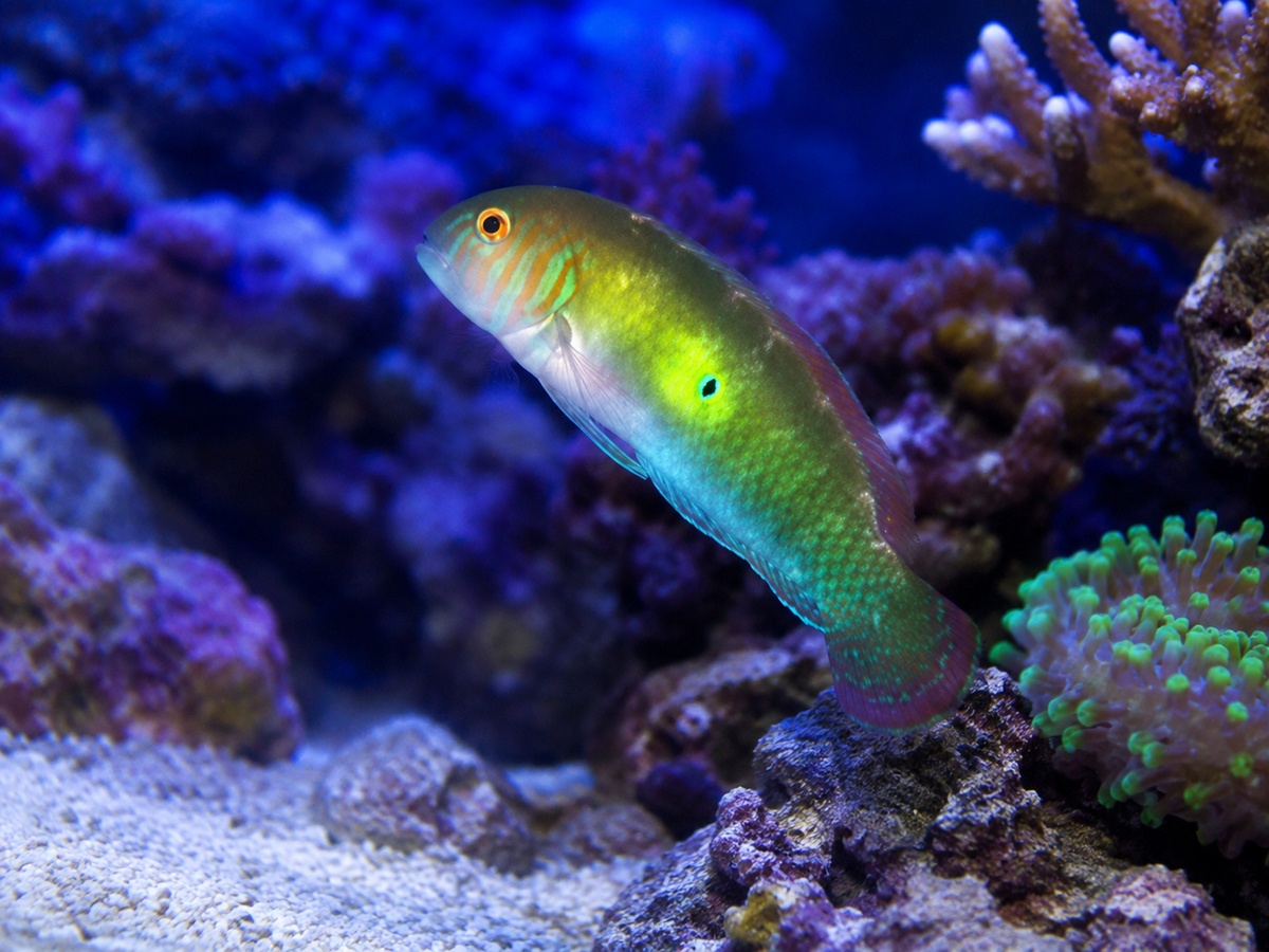 Green Razor Wrasse