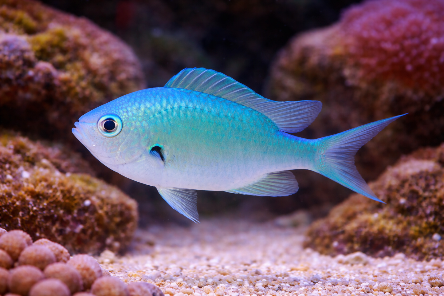 Blue fish swimming among coral in an aquarium setting
