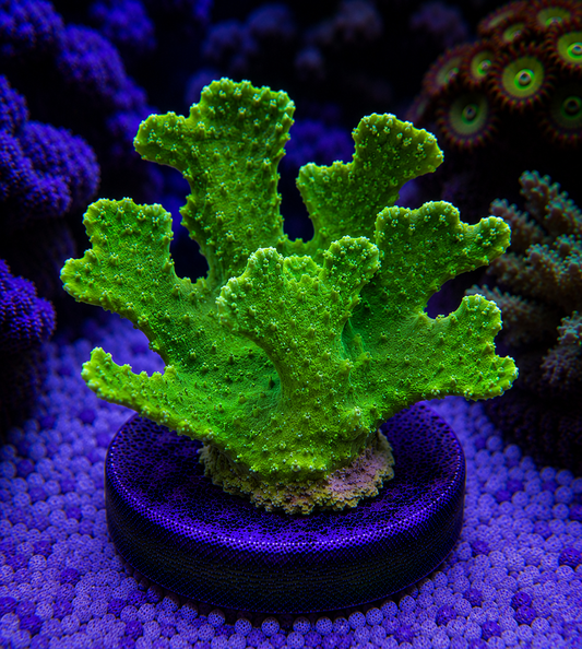 Green coral on a purple substrate with additional corals in the background