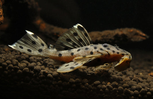 Grey Leporacanthicus "Sultan"  L 264 Plecostomus