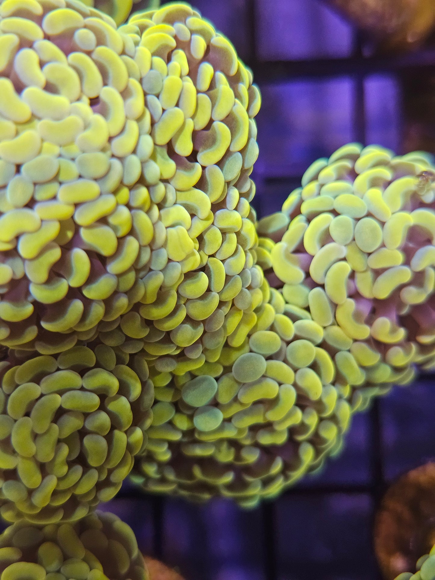 Assorted Hammer Frag Medium