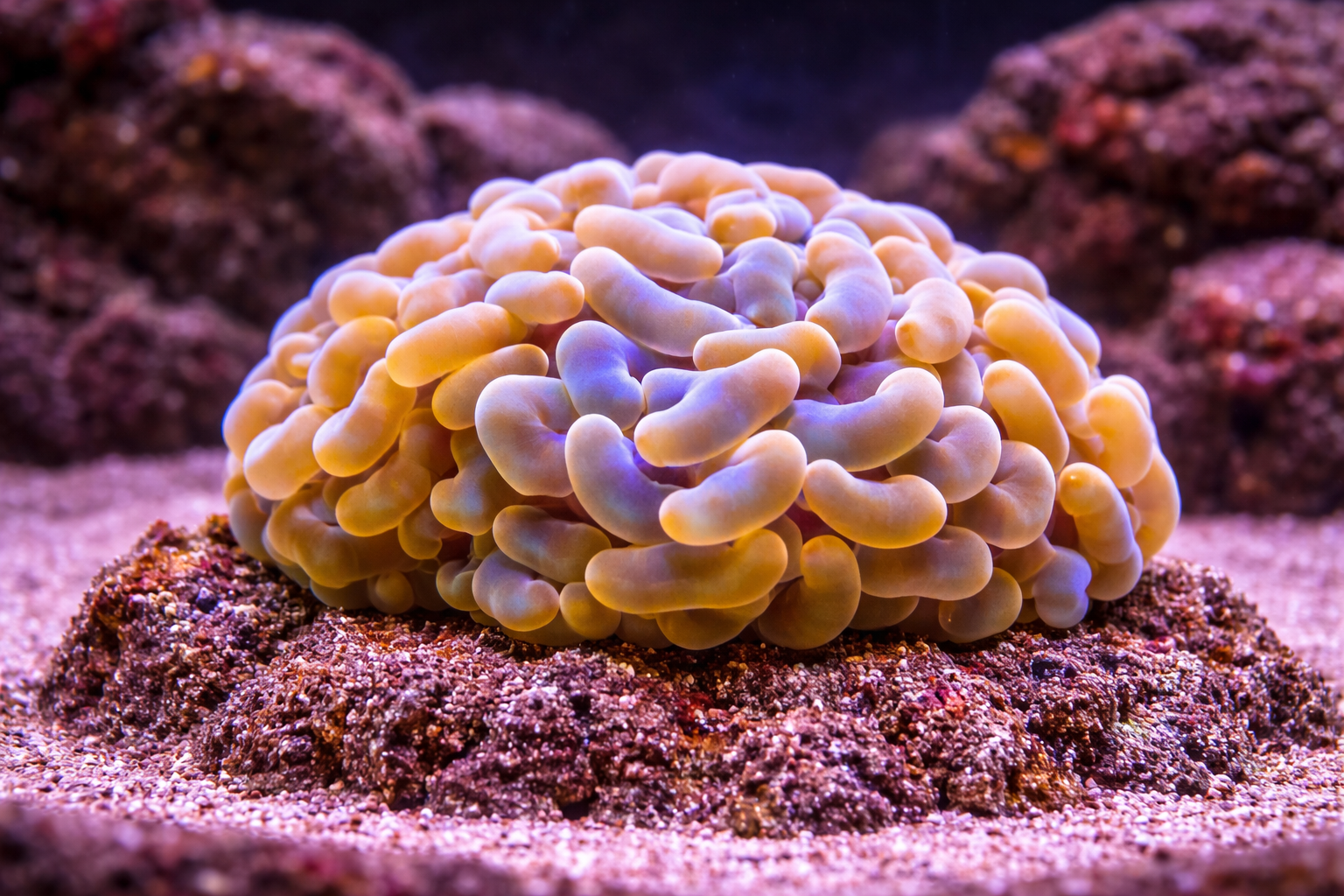  Hammer Coral 
