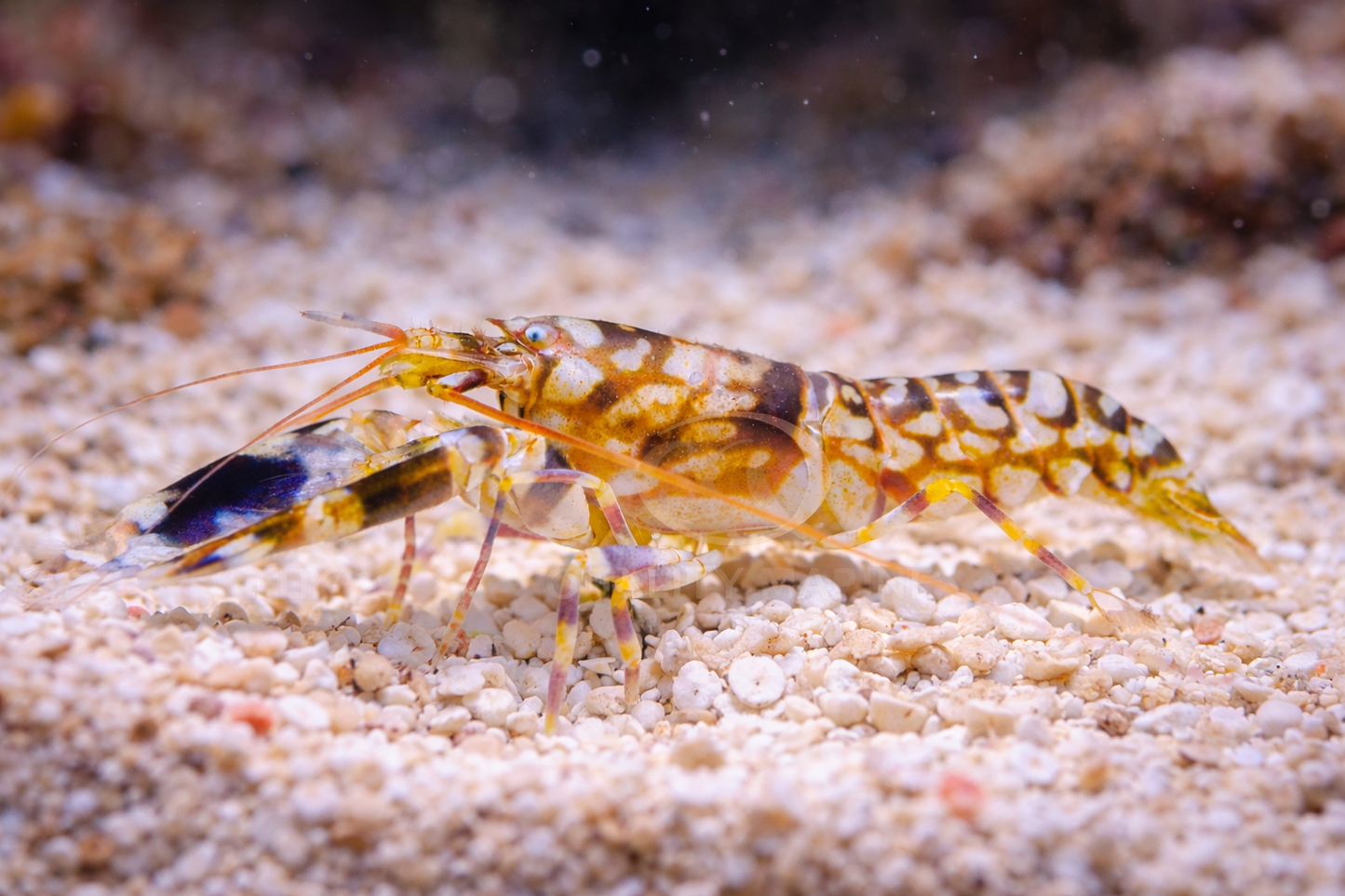 Tiger Pistol Shrimp