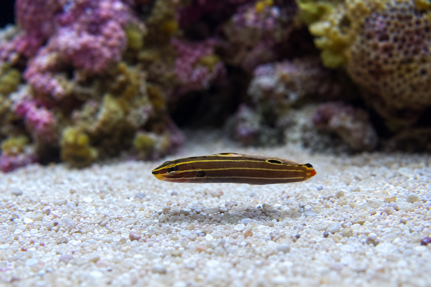 Hector's Goby