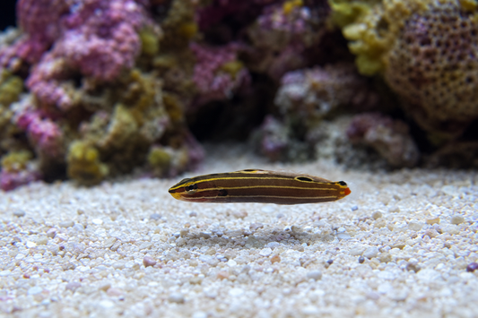 Hector's Goby