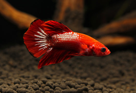 Plakat Hellboy Male Betta Fish