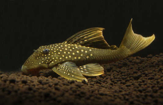 Hi Fin Green Phantom L 200 Plecostomus