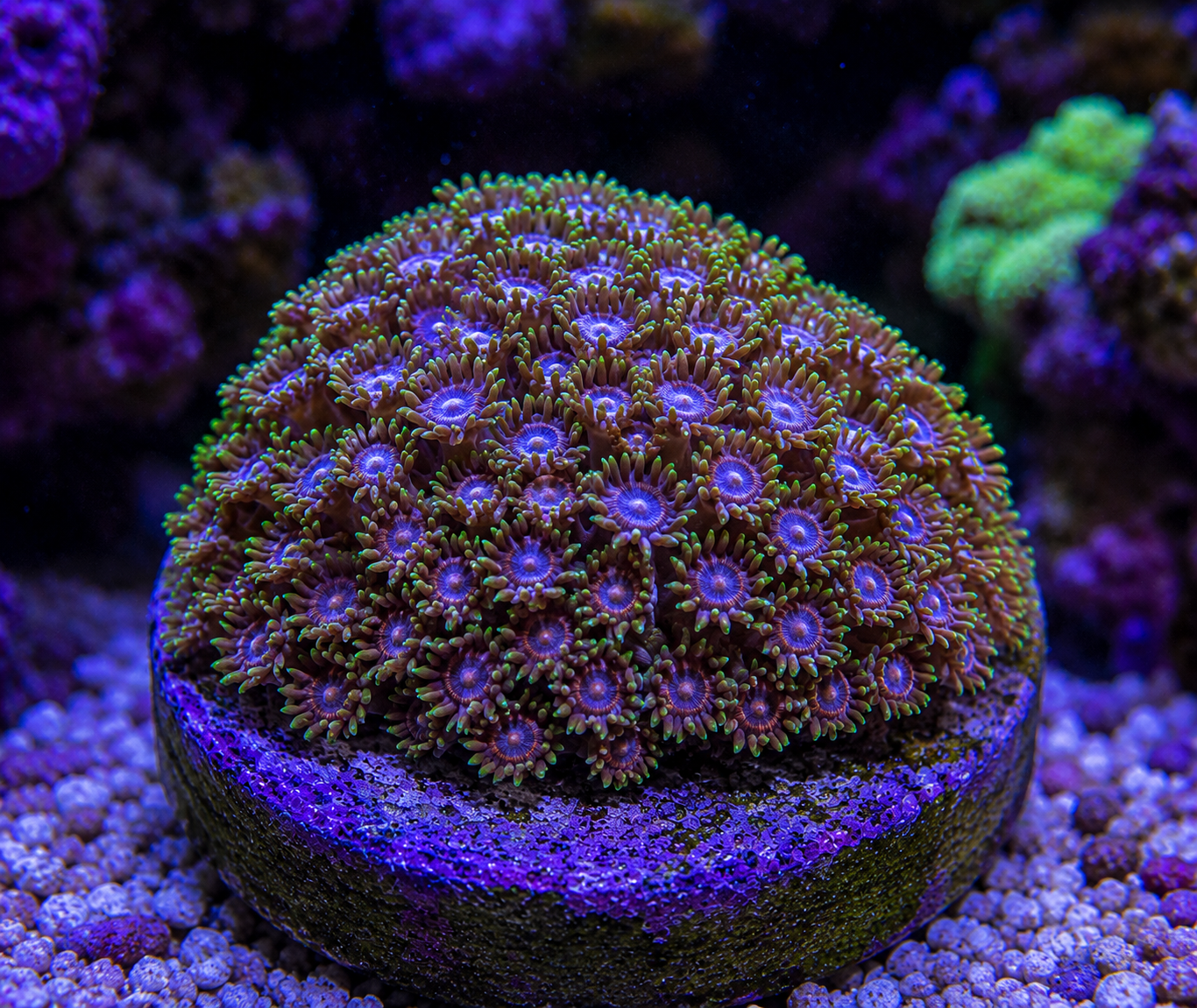 Hollywood Gonipora