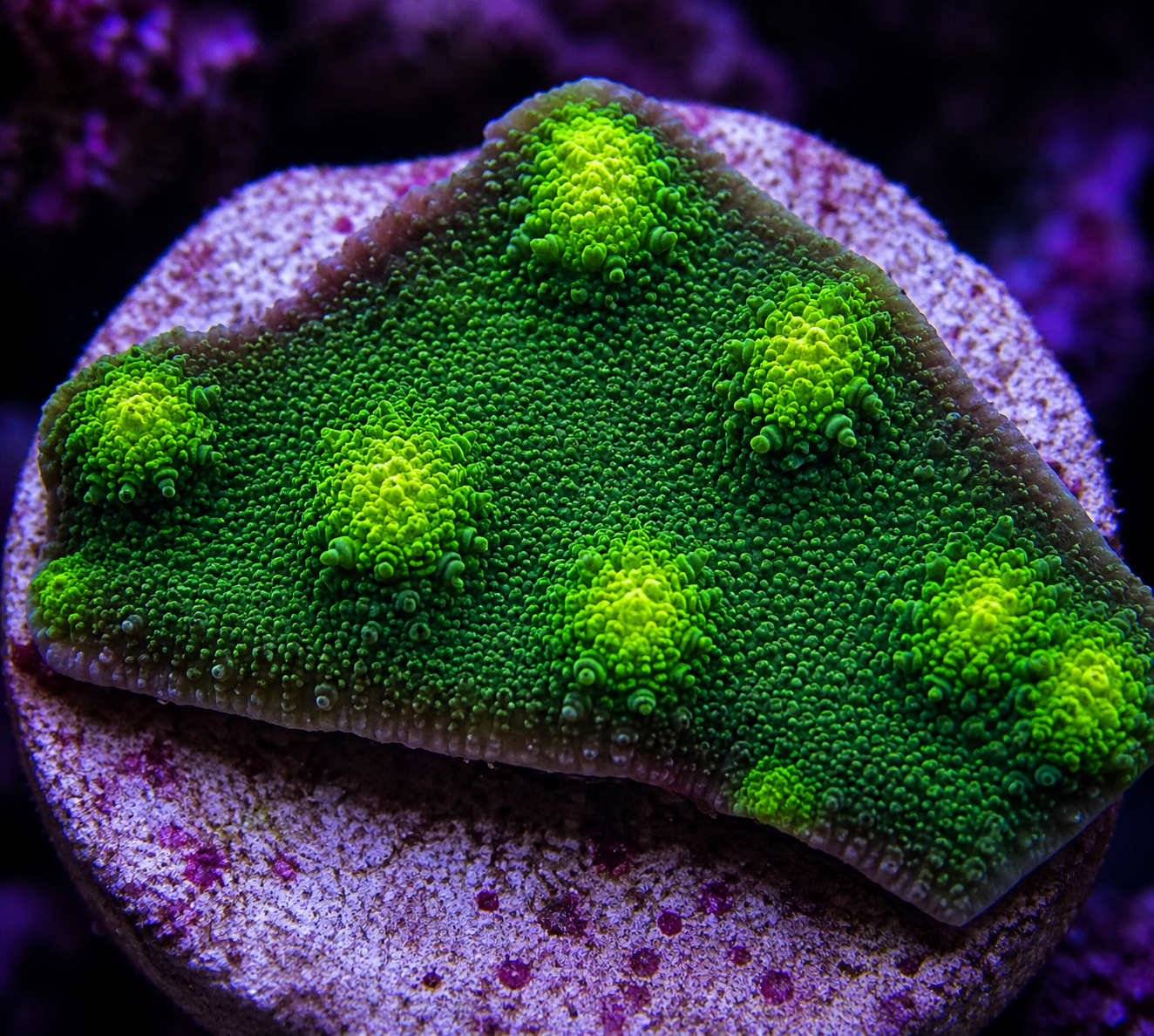 Hollywood Stunner Coral