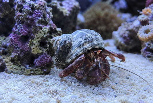 A hermit crab with a striped shell walking on white sand among purple and green coral reef structures in an aquarium setting.