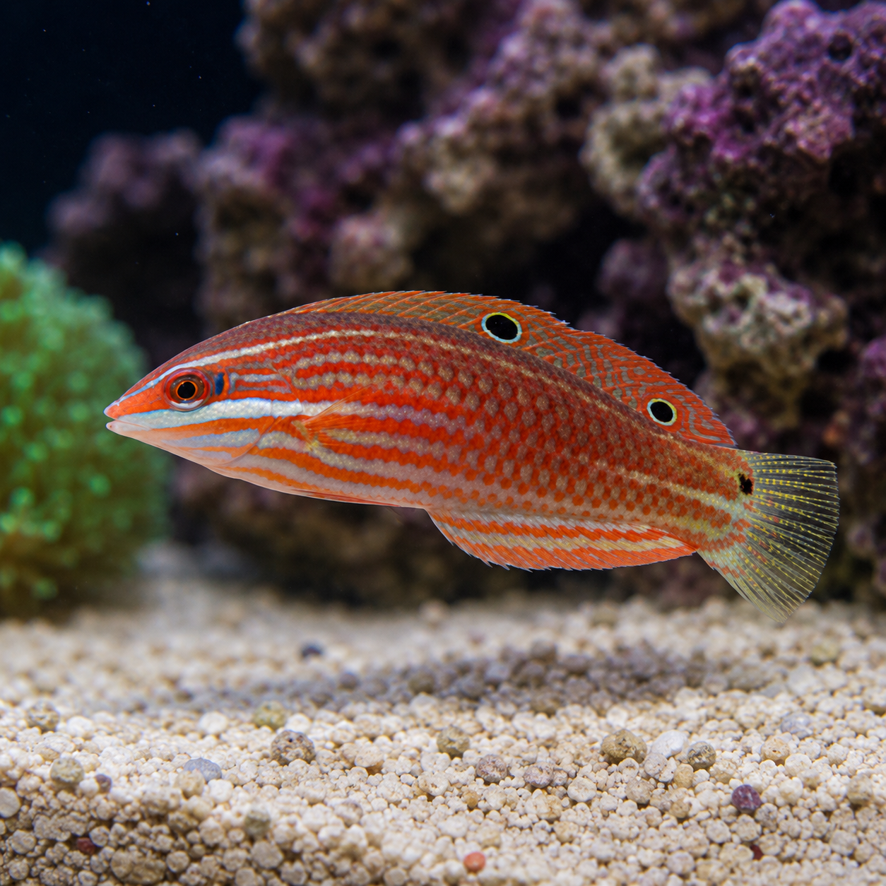 Honduran Wrasse