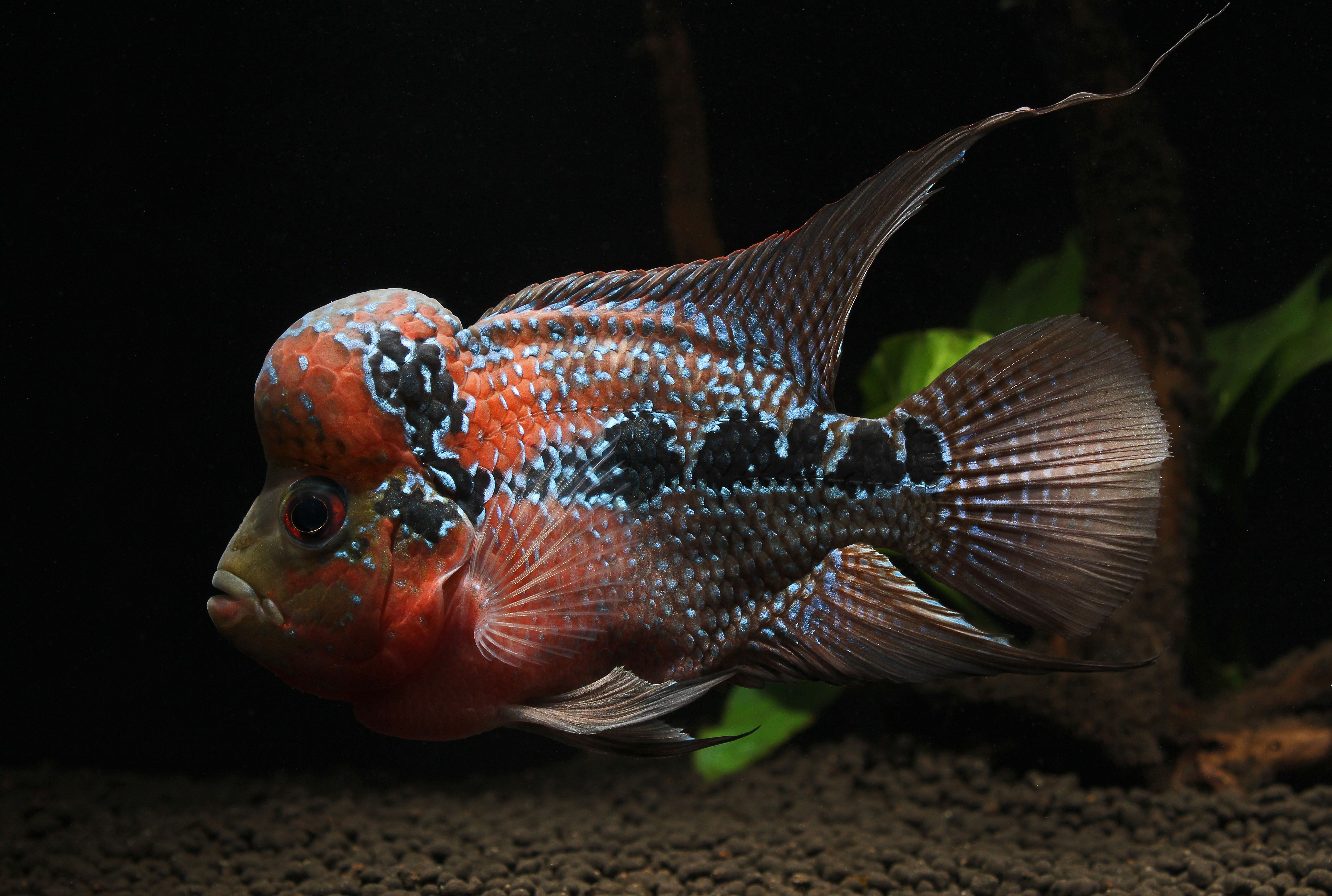 Flowron Fish Humphead Flowerhorn Male Cichlid – Natural Environment Aquatix