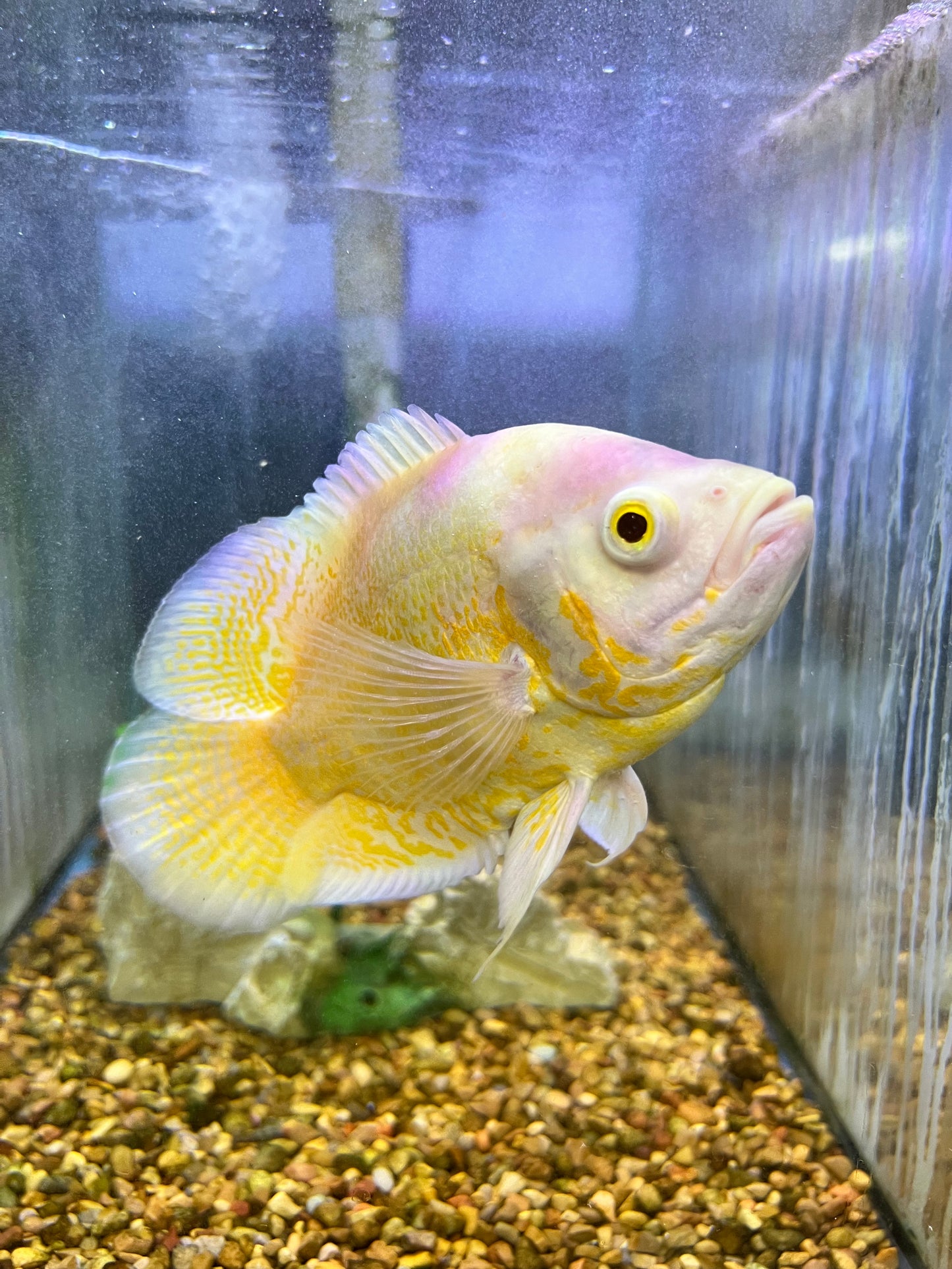 Lemon Oscar Cichlid