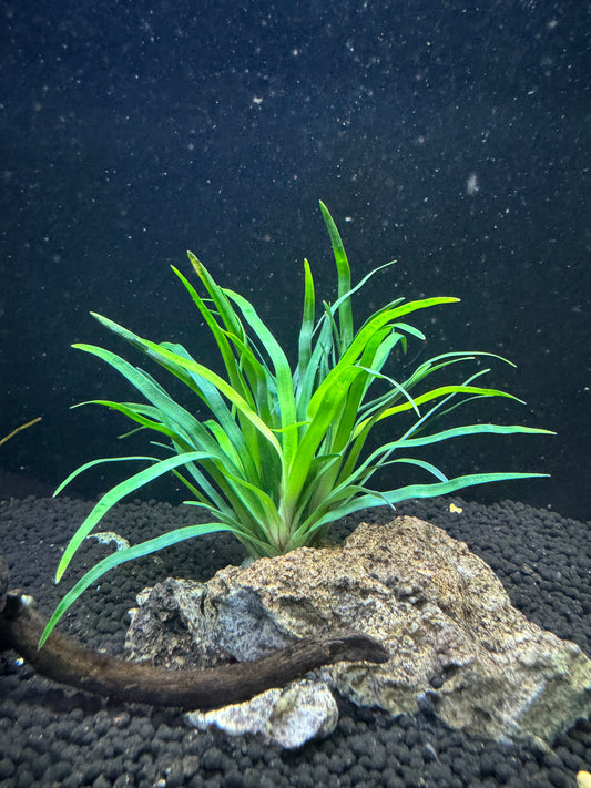 Eriocaulon 'Vietnam'