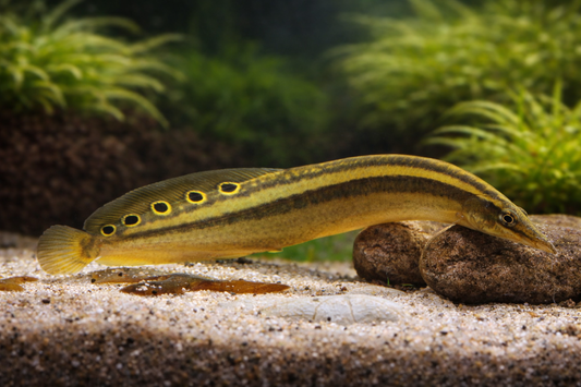 Striped fish in an aquarium setting with plants and gravel.