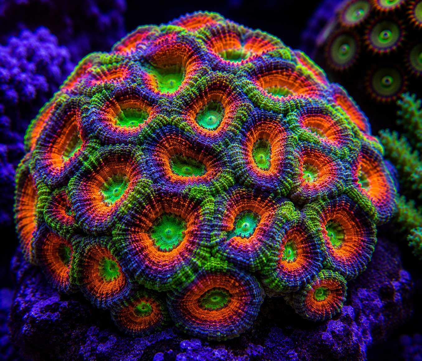 Indo Acan Colony