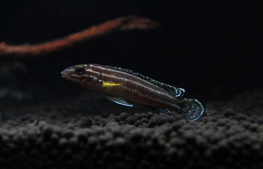 Julidochromis Regani Midnight Cichlid