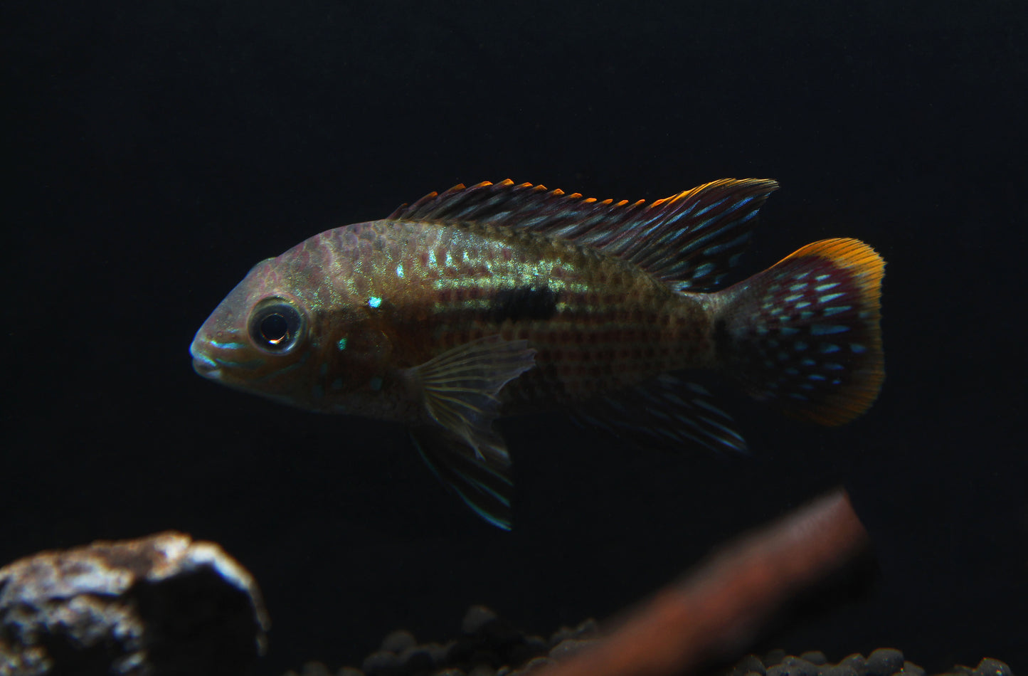 Green Terror Juvenile Cichlid