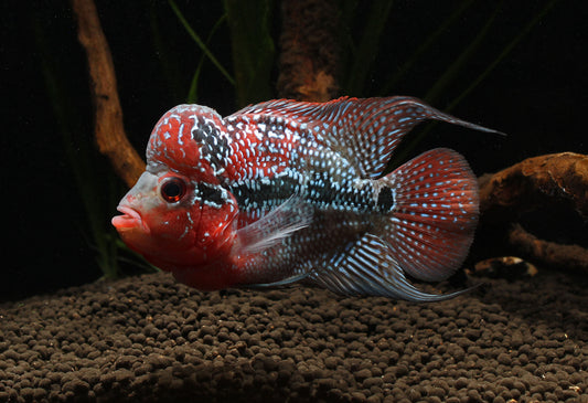 Kamfa Flowerhorn Cichlid