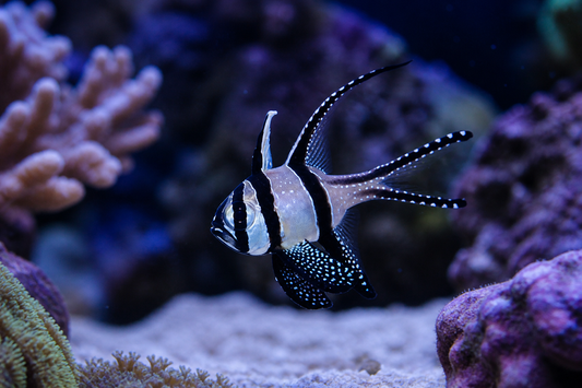 Kaudern's Cardinalfish