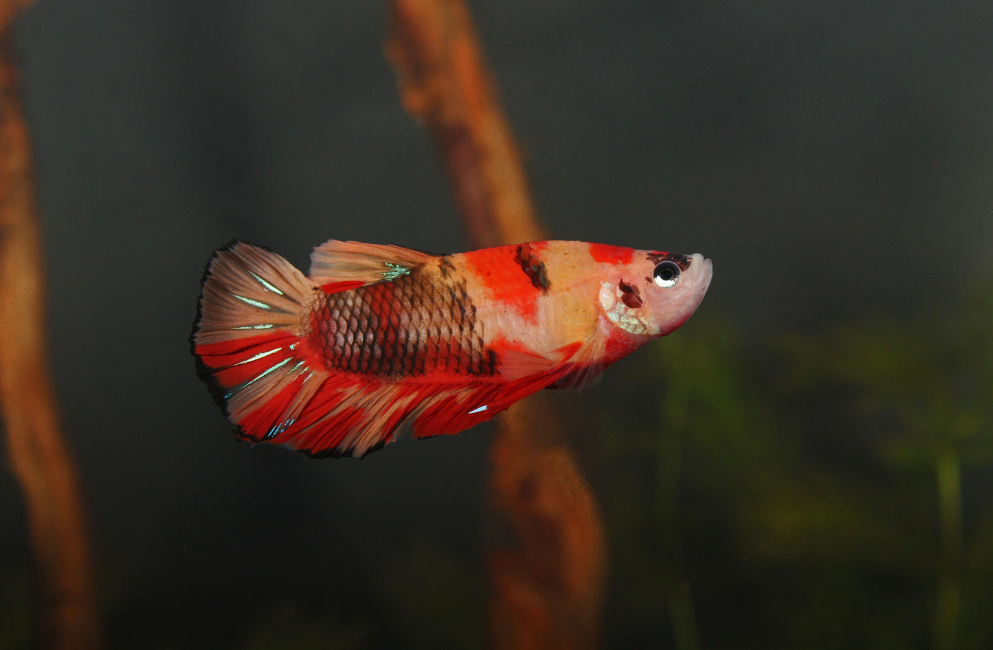 Koi Betta Male Betta Fish