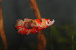 Load image into Gallery viewer, Koi Betta Male
