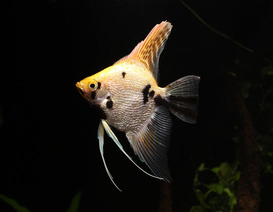 Koi Pearlscale Angelfish