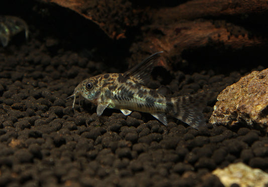 Pepper Corydoras Catfish Longfin