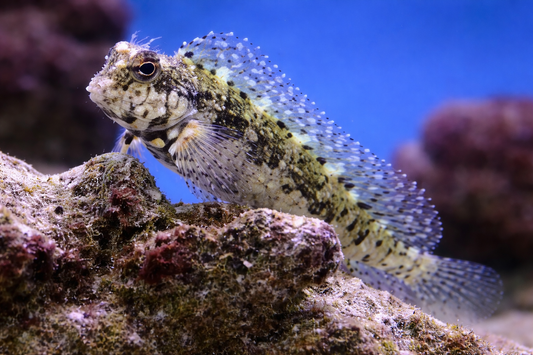 Lawnmower Blenny