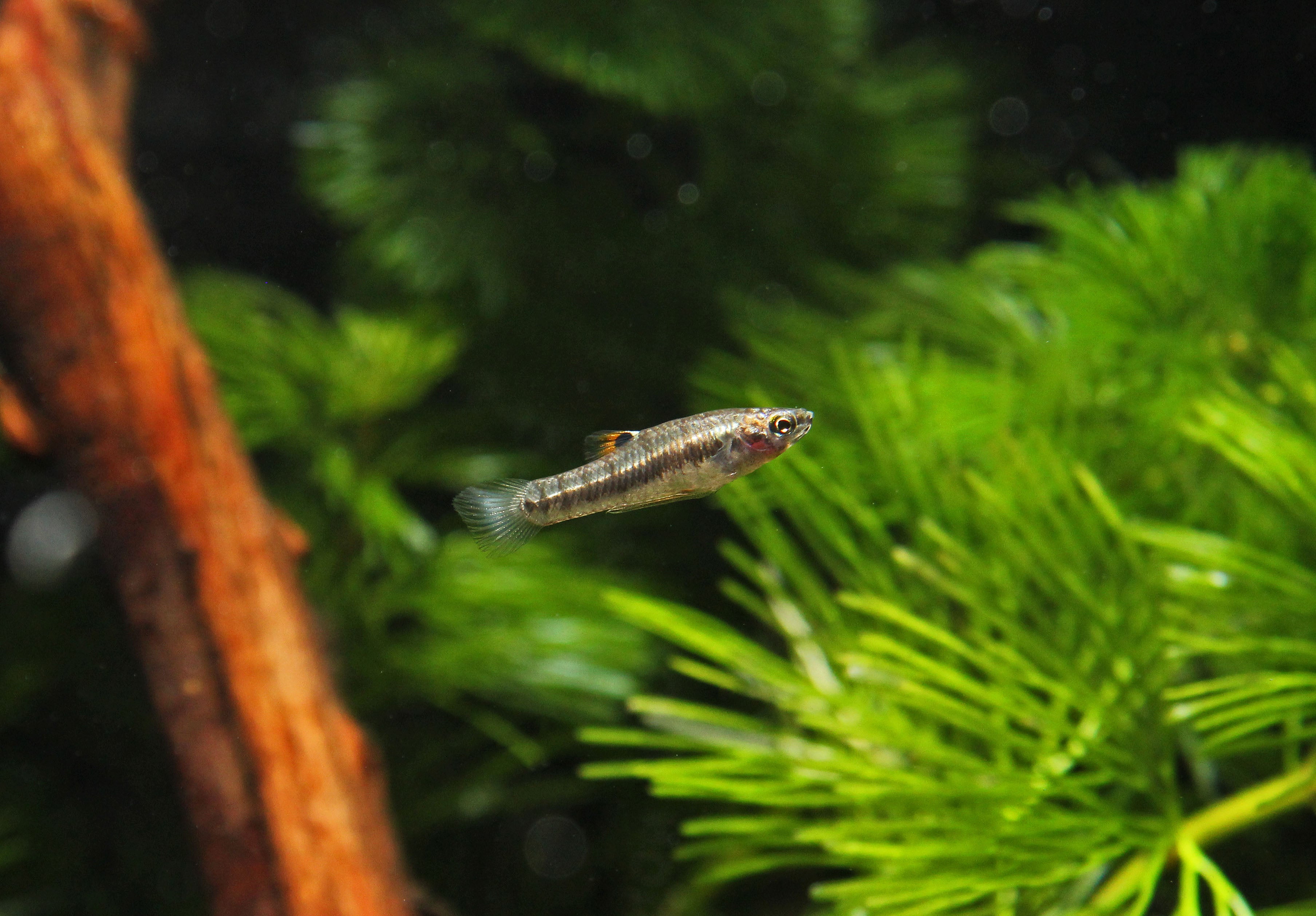 Api Killi Least Killifish – Natural Environment Aquatix
