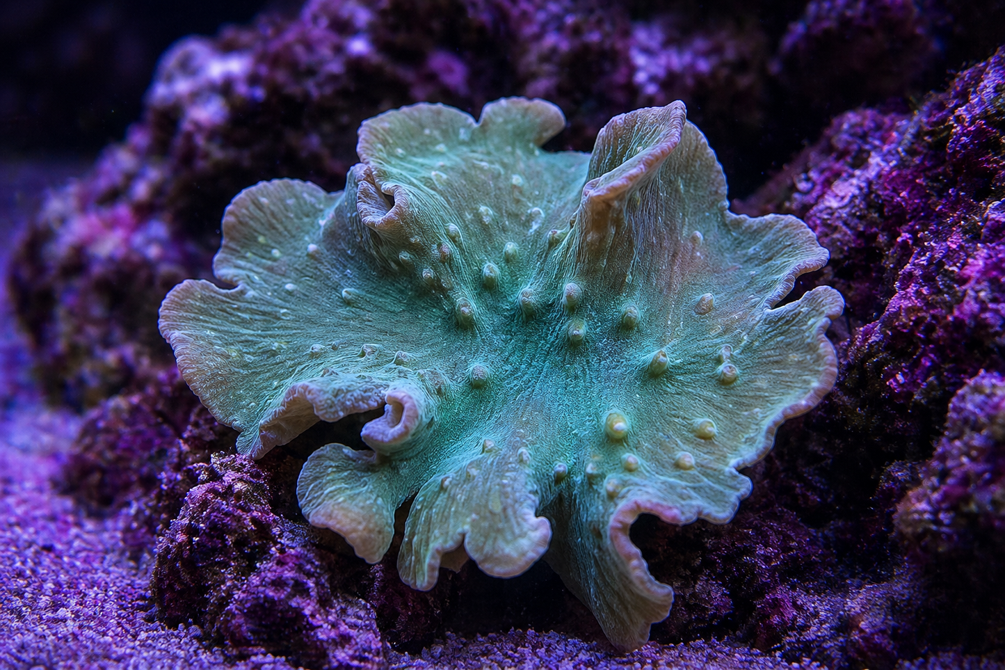 Leather Cabbage Green Coral