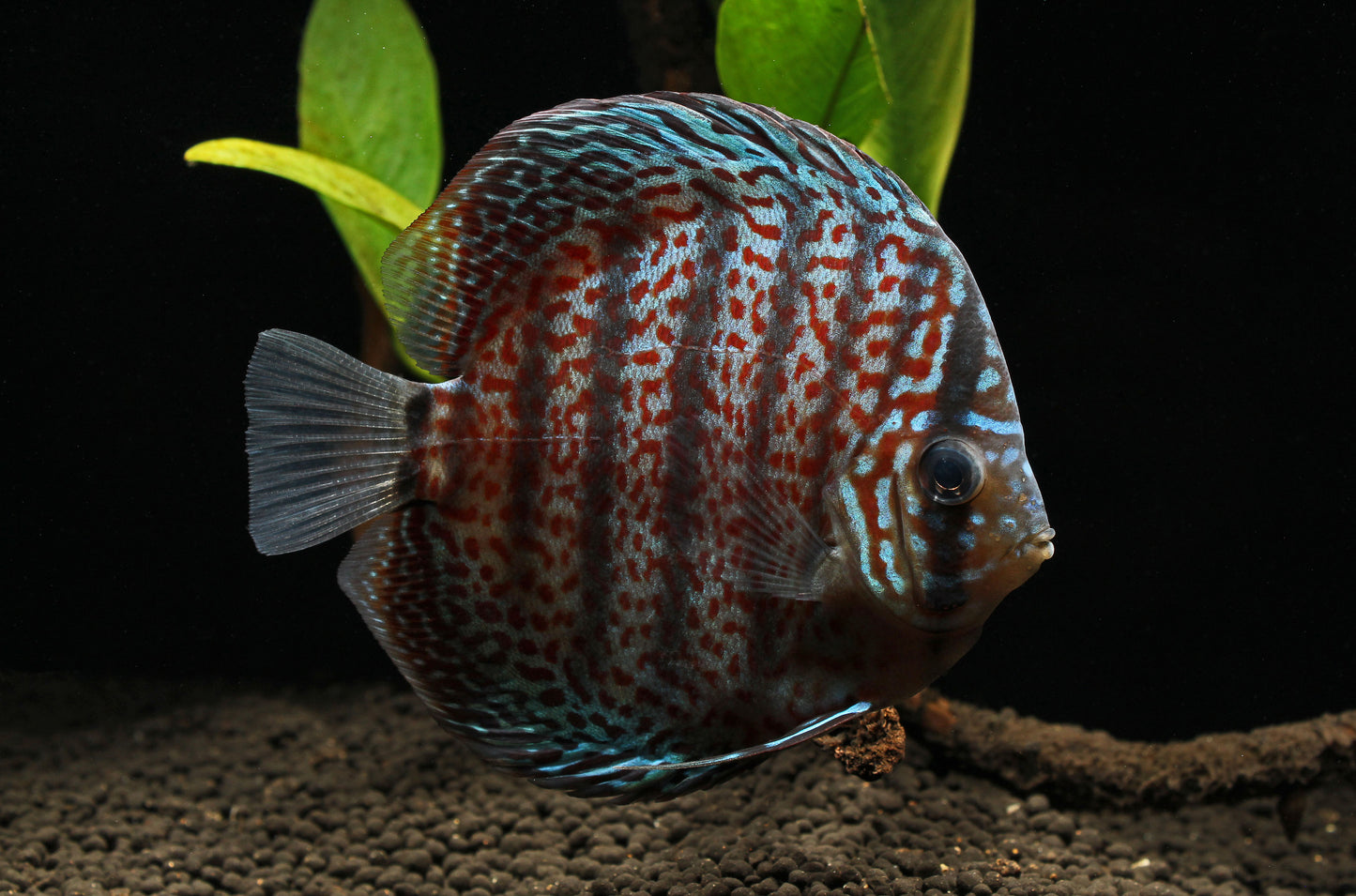 Leopard Snakeskin Discus