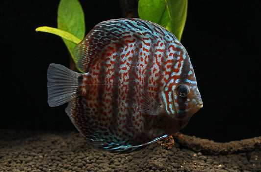 Leopard Snakeskin Discus