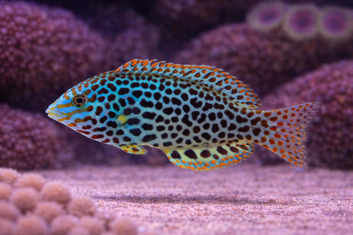 Leopard Wrasse