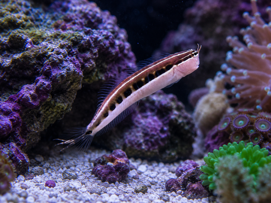 Linear Blenny